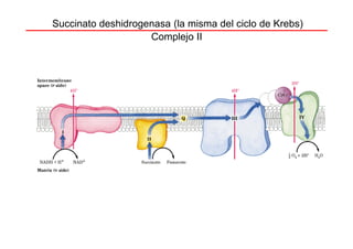 Succinato deshidrogenasa (la misma del ciclo de Krebs)
                    Complejo II
 