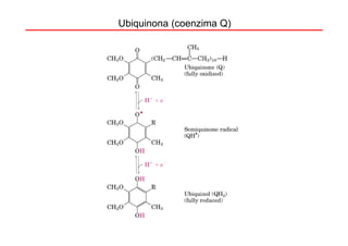 Ubiquinona (coenzima Q)
 
