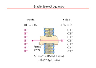 Gradiente electroquímico
 