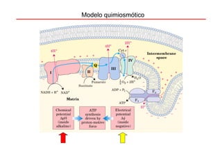 Modelo quimiosmótico
 
