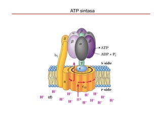ATP sintasa




     H+
               H+     H+    H+
H+                               H+
          H+               H+         H+
               H+    H+         H+
 