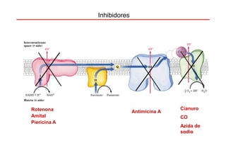 Inhibidores




Rotenona                                   Cianuro
                            Antimicina A
Amital                                     CO
Piericina A
                                           Azida de
                                           sodio
 