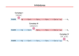Inhibidores


Complejo I




             Complejo III




                                 Complejo IV
 