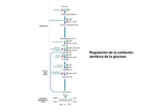 Regulación de la oxidación
aeróbica de la glucosa
 