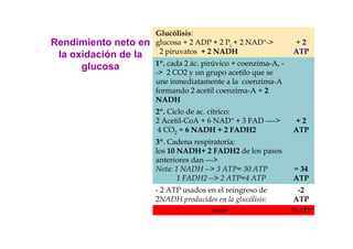 Glucólisis:
Rendimiento neto en   glucosa + 2 ADP + 2 Pi + 2 NAD+->         +2
                       2 piruvatos + 2 NADH                     ATP
 la oxidación de la
                      1º. cada 2 ác. pirúvico + coenzima-A, -
      glucosa
                      -> 2 CO2 y un grupo acetilo que se
                      une inmediatamente a la coenzima-A
                      formando 2 acetil coenzima-A + 2
                      NADH
                      2º. Ciclo de ac. cítrico:
                      2 Acetil-CoA + 6 NAD+ + 3 FAD ---->       +2
                      4 CO2 + 6 NADH + 2 FADH2                  ATP
                      3º. Cadena respiratoria:
                      los 10 NADH+ 2 FADH2 de los pasos
                      anteriores dan --->
                      Nota: 1 NADH --> 3 ATP= 30 ATP            = 34
                             1 FADH2 --> 2 ATP=4 ATP            ATP
                      - 2 ATP usados en el reingreso de          -2
                      2NADH producidos en la glucólisis:        ATP
                                       total=                   36 ATP
 