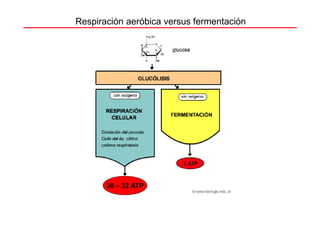 Respiración aeróbica versus fermentación




       30 – 32 ATP
 