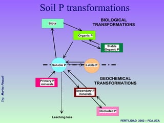 Soil P transformations 