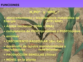 FUNCIONES <ul><li>H 2 PO 4-   y  HPO 4   2- </li></ul><ul><li>almacenamiento y transferencia metabólica de  Energía  (ATP/...