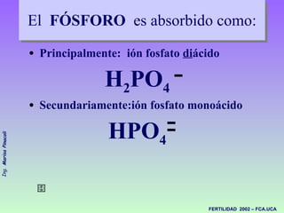 El  FÓSFORO   es absorbido como: <ul><li>Principalmente:  ión fosfato  di ácido </li></ul><ul><li>H 2 PO 4 </li></ul><ul><...