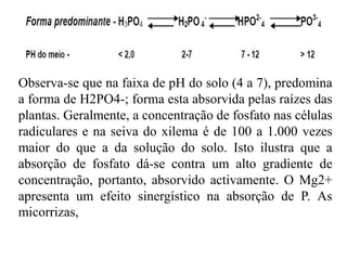 fosforo-na-planta-pptx