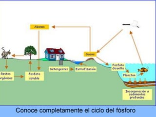 ciclo sedimentario