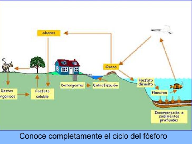 escuela de biologia y quimica (Fosforo y azufre)