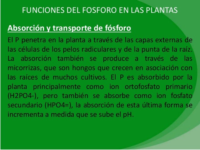 El potasio en las plantas pdf