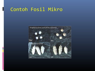 Contoh Fosil Mikro
 
