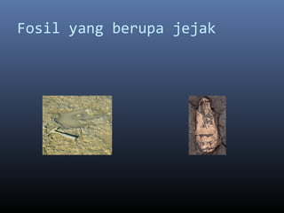 Fosil yang berupa jejak
 