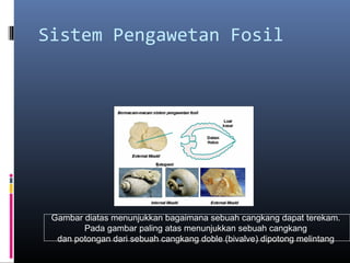 Sistem Pengawetan Fosil
Gambar diatas menunjukkan bagaimana sebuah cangkang dapat terekam.
Pada gambar paling atas menunjukkan sebuah cangkang
dan potongan dari sebuah cangkang doble (bivalve) dipotong melintang
 