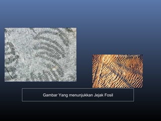 Gambar Yang menunjukkan Jejak Fosil
 