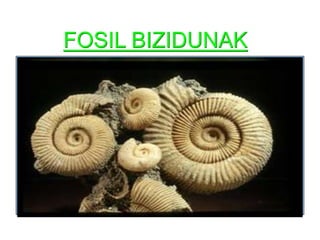 FOSIL BIZIDUNAK