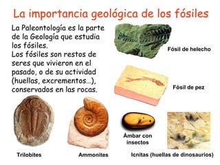 La importancia geológica de los fósiles La Paleontología es la parte de la Geología que estudia los fósiles. Los fósiles son restos de seres que vivieron en el pasado, o de su actividad (huellas, excrementos…), conservados en las rocas. Trilobites   Ammonites Fósil de helecho Fósil de pez Icnitas   (huellas de dinosaurios) Ámbar con insectos 