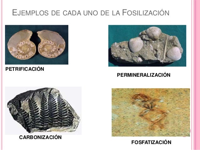 Fosiles