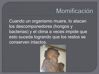 Cuando un organismo muere, lo atacan
los descomponedores (hongos y
bacterias) y el clima a veces impide que
esto suceda logrando que los restos se
conserven intactos.
 