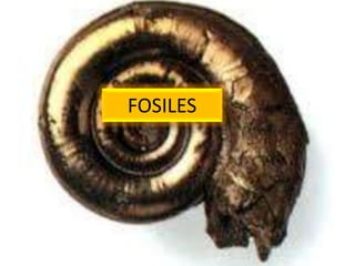 FOSILES
 