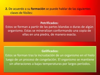 2. De acuerdo a su formación se puede hablar de las siguientes
clases de fósiles:
Petrificados:
Estos se forman a partir de las partes blandas o duras de algún
organismo. Estas se mineralizan conformando una copia de
ellas en una piedra, de manera exacta.
Gelificados:
Estos se forman tras la incrustación de un organismo en el hielo
luego de un proceso de congelación. El organismo se mantiene
sin alteraciones a bajas temperaturas por largos períodos.
 