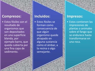 Compresos:
• Estos fósiles son el
resultado de
organismos que
son depositados
en una superficie
blanda, por
ejemplo barro, que
queda cubierta por
una fina capa de
sedimento.
Incluidos:
• Estos fósiles se
forman como
consecuencia de
que algún
organismo quede
atrapado en
alguna sustancia
como el ámbar, a
la resina o algo
semejante.
Impresos:
• Estos contienen las
impresiones de
plantas o animales
sobre el fango que
se endurece hasta
transformarse en
una roca.
 
