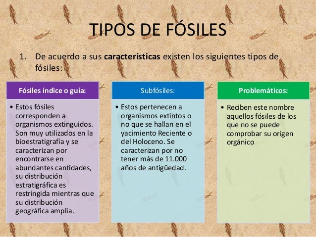 Fosiles y sus clasificaciones