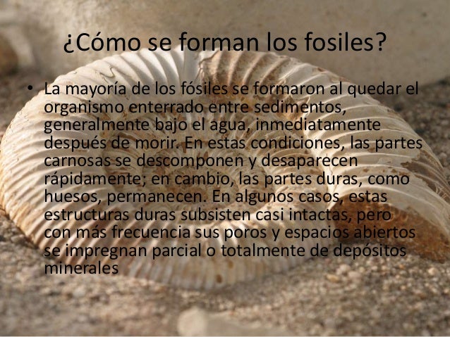 Fosiles