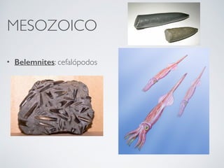 MESOZOICO
• Belemnites: cefalópodos
 