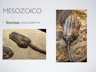 MESOZOICO
• Encrinus: equinodermo
 