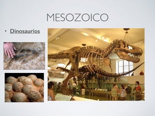 MESOZOICO
• Dinosaurios
 