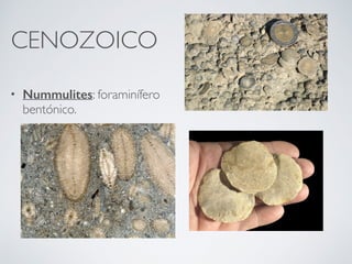 CENOZOICO
• Nummulites: foraminífero
bentónico.
 