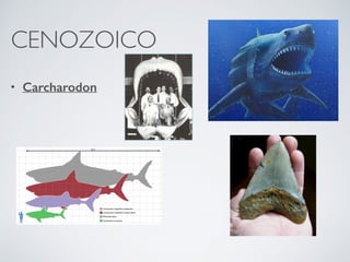 CENOZOICO
• Carcharodon
 