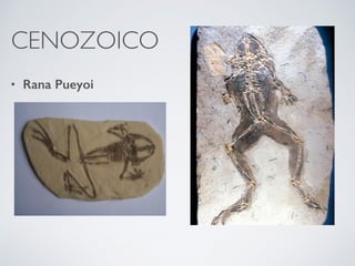 CENOZOICO
• Rana Pueyoi
 
