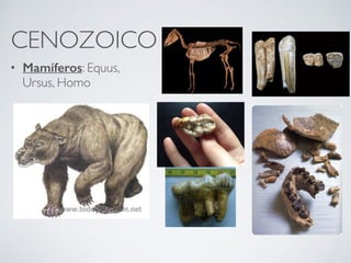 CENOZOICO
• Mamíferos: Equus,
Ursus, Homo
 