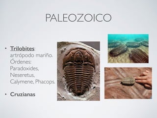PALEOZOICO
• Trilobites:
artrópodo mariño.
Órdenes:
Paradoxides,
Neseretus,
Calymene, Phacops.
• Cruzianas
 