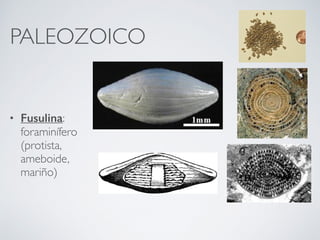 PALEOZOICO
• Fusulina:
foraminífero
(protista,
ameboide,
mariño)
 