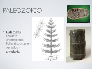 PALEOZOICO
• Calamites:
equiseto
arborescente.
Follas dispostas en
verticilos -
annularia.
 