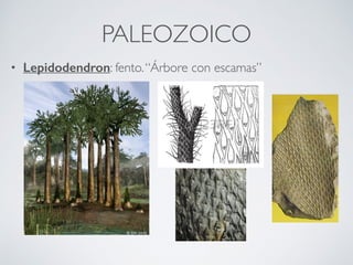 PALEOZOICO
• Lepidodendron: fento.“Árbore con escamas”
 