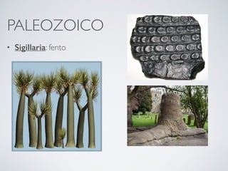 PALEOZOICO
• Sigillaria: fento
 