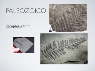 PALEOZOICO
• Pecopteris: fento.
 