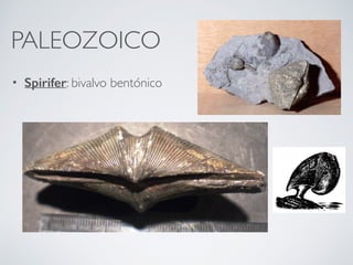 PALEOZOICO
• Spirifer: bivalvo bentónico
 