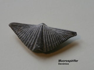 Mucrospirifer Devónico 