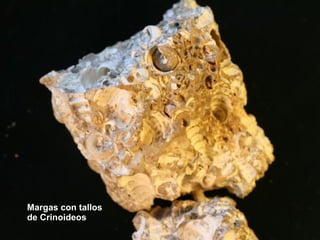 Margas con tallos de Crinoideos 