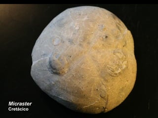 Micraster  Cretácico 