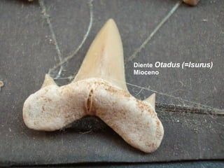 Diente  Otadus (=Isurus)  Mioceno 