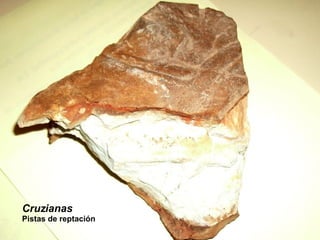 Cruzianas  Pistas de reptación 