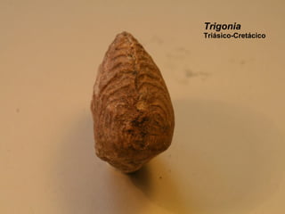 Trigonia Triásico-Cretácico 